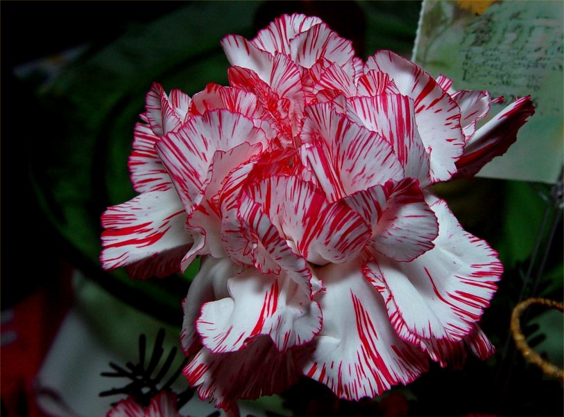 flower-.jpg
