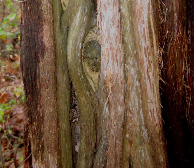 tree-.jpg